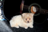 Photo №4. I will sell pomeranian in the city of Emden.  - price - negotiated