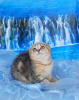 Photo №2 to announcement № 29242 for the sale of scottish fold - buy in Russian Federation breeder