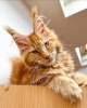 Photo №1. maine coon - for sale in the city of Berlin | 528$ | Announcement № 104569