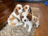 Photo №1. cavalier king charles spaniel - for sale in the city of Auckland | 528$ | Announcement № 57006