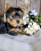 Photo №4. I will sell yorkshire terrier in the city of Hannover. private announcement - price - 260$