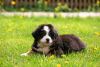 Photo №2 to announcement № 10597 for the sale of bernese mountain dog - buy in Russian Federation from nursery