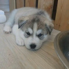 Photo №1. siberian husky - for sale in the city of Helsinki | 423$ | Announcement № 119532