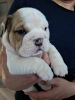 Photo №2 to announcement № 123287 for the sale of  - buy in Poland breeder