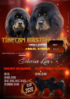 Photo №1. tibetan mastiff - for sale in the city of Abakan | 535$ | Announcement № 6351