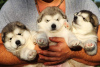 Additional photos: Alaskan Malamute puppies. KSU.