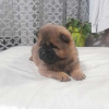 Photo №1. chow chow - for sale in the city of Jagodina | negotiated | Announcement № 91218