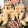 Photo №1. golden retriever - for sale in the city of Uppsala | 423$ | Announcement № 98604