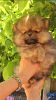 Photo №1. pomeranian - for sale in the city of Belgrade | negotiated | Announcement № 100839