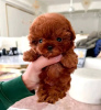 Photo №2 to announcement № 110712 for the sale of poodle (toy) - buy in United States private announcement, breeder