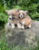 Photo №1. welsh corgi - for sale in the city of Vilnius | 845$ | Announcement № 115962