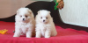 Photo №1. pomeranian - for sale in the city of Munich | 423$ | Announcement № 41592