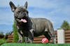 Additional photos: French bulldog puppies