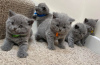 Photo №1. british shorthair - for sale in the city of Hannover | 423$ | Announcement № 41482