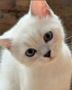 Photo №3. British shorthair blue eyes boy. Serbia