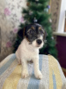 Photo №2 to announcement № 8242 for the sale of jack russell terrier - buy in Russian Federation breeder