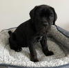 Photo №3. CANE CORSO PUPPY. United States