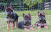 Photo №4. I will sell german shepherd in the city of Loznica. private announcement - price - 317$