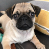 Photo №1. pug - for sale in the city of Vienna | 423$ | Announcement № 83340
