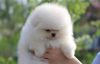 Additional photos: Spitz Pomeranian males and females puppies available