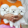 Photo №1. pomeranian - for sale in the city of Krakow | 317$ | Announcement № 109374