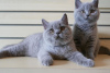 Photo №4. I will sell british shorthair in the city of Ljubljana. private announcement, from nursery, from the shelter, breeder - price - 264$