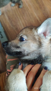 Photo №2 to announcement № 4056 for the sale of czechoslovakian wolfdog - buy in Russian Federation breeder
