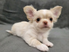 Photo №1. chihuahua - for sale in the city of Aurich | 370$ | Announcement № 74489