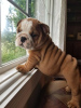 Photo №2 to announcement № 42684 for the sale of english bulldog - buy in Estonia private announcement