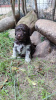 Photo №2 to announcement № 71193 for the sale of lagotto romagnolo - buy in Poland breeder