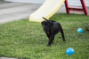 Additional photos: Cane Corso puppies