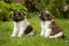 Photo №4. I will sell akita, american akita in the city of Center District. private announcement, from nursery, from the shelter, breeder - price - Is free