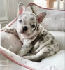 Photo №1. french bulldog - for sale in the city of Вашингтон | 300$ | Announcement № 114547