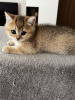 Photo №2 to announcement № 43454 for the sale of british shorthair - buy in Poland breeder