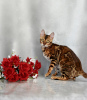 Additional photos: Gorgeous Bengal cat