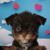 Photo №1. yorkshire terrier - for sale in the city of St. Petersburg | 749$ | Announcement № 8414