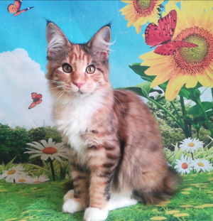 Photo №4. I will sell maine coon in the city of Novosibirsk. from nursery - price - 389$