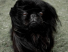 Photo №1. pekingese - for sale in the city of Ессентуки | negotiated | Announcement № 18987