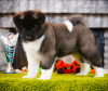 Photo №4. I will sell american akita in the city of Kharkov. from nursery - price - negotiated