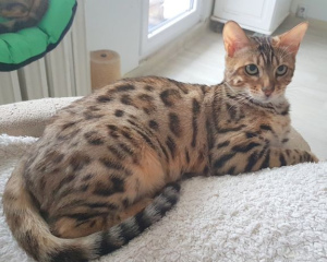 Photo №1. bengal cat - for sale in the city of Konin | negotiated | Announcement № 837