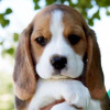 Photo №4. I will sell beagle in the city of Neuss. private announcement - price - 450$