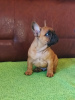 Photo №1. french bulldog - for sale in the city of Smederevo | negotiated | Announcement № 84735