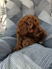 Photo №1. poodle (dwarf) - for sale in the city of Kruševac | negotiated | Announcement № 114854