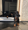 Photo №1. dobermann - for sale in the city of Брауншвейг | Is free | Announcement № 95927
