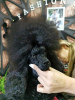 Photo №2 to announcement № 113501 for the sale of poodle (toy) - buy in Serbia breeder