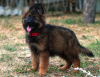 Additional photos: Beautiful dsh German Shepherd puppies.