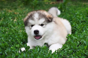 Photo №4. I will sell alaskan malamute in the city of Kharkov. from nursery - price - 711$