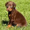 Photo №1. dobermann - for sale in the city of New York | 500$ | Announcement № 103386