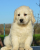 Photo №3. Golden Retriever puppies. Serbia