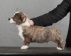 Photo №1. welsh corgi - for sale in the city of St. Petersburg | 690$ | Announcement № 32254